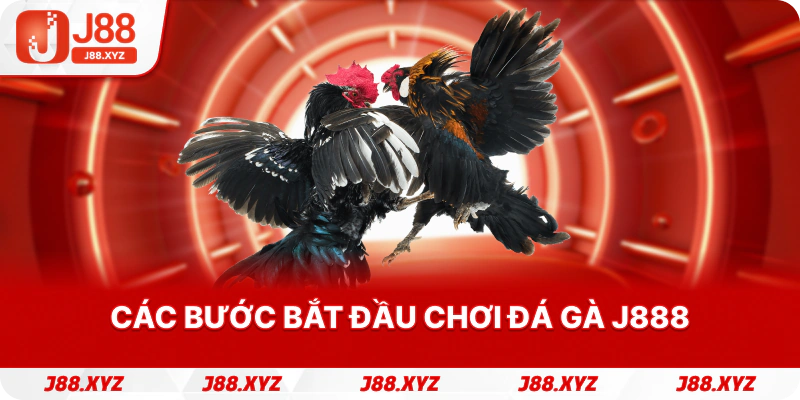 Các bước bắt đầu chơi Đá gà j888