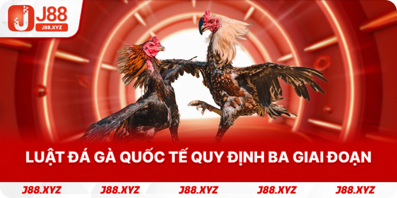 Luật đá gà quốc tế quy định ba giai đoạn