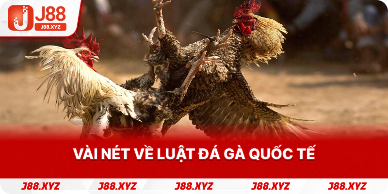 Vài nét về luật đá gà quốc tế