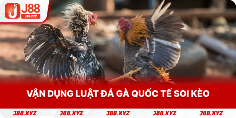 Vận dụng luật đá gà quốc tế soi kèo